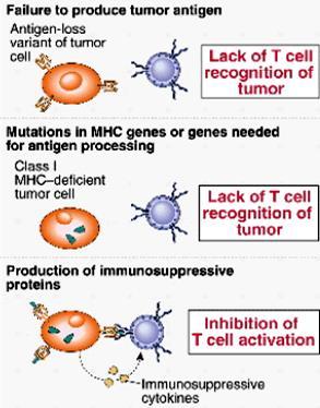 védekezni a tumoros sejtek ellen A tumoros