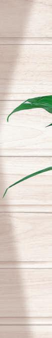 (Spathiphyllum) Kb. 17 cm-es cserépben.