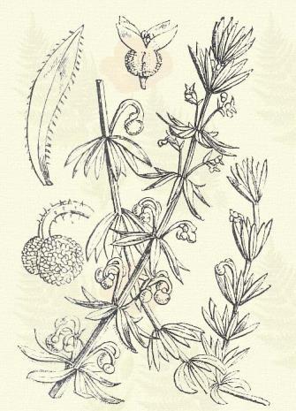 Festő buzér. Robia tinctorum L. (Festő gyökér, vörös festő-gyökér, pirosító fű. Term. r.: Galajfélék. Rubiaceae.) 7. t. 2. k. Évelő. 50 100. Szára 4-élű, az éleken fogacskáktól érdes.