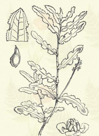 Apró békaszőlő. Potamogeton pusillus L. (Term. r.: Békaszőlőfélék. Potamogetonaceae.) Évelő. 30 90. Szára vékony, fonalszerű; levelei keskenyszálasak, csak 1 5 mm szélesek, 3-erűek.