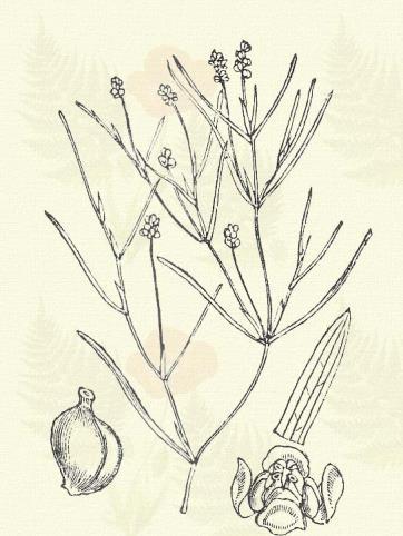 acutifolius Link, alpinus Balb., coloratus Vahl., compressus L. densus L., fluitans Roth, gramineus L., interruptus Kit., obtusifolius M. et K.; pectinatus L., trichoides Cham. et Schld.