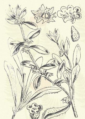 , mely többnyire»vanilia«néven kedves, kellemes illatú kerti vagy cserepes növényünk. Más honifaj: H. supinum L. Henye magiszák. Asperugo procumbens L. (Borzfű, zordonka.) Egyéves. Áttelelő egyéves.
