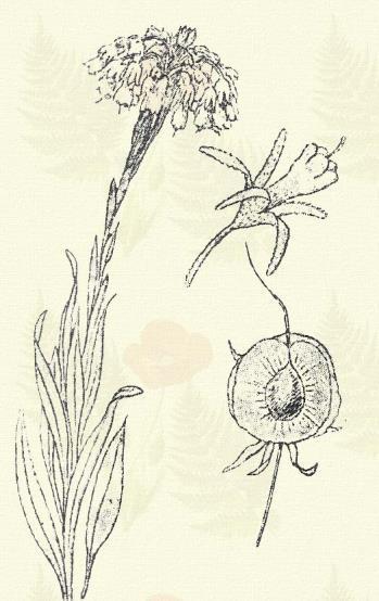 Virágzata kunkor; kocsánykák később legörbülnek, 6 7 mm h. pártája szennyes biborveres; a csésze fogainál hosszabb. Termése tüskés, háta belapult, kiemelkedő karimával.