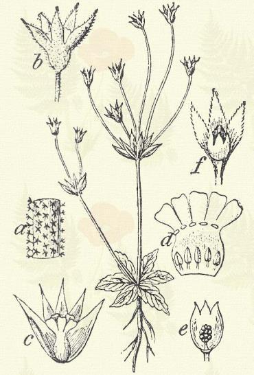 Tavaszi kankalin. Primula acaulis L. (Szártalan v. guggon ülő kankalin, sárga kikerics.) Évelő. Levelei hosszúkásak, visszás tojásdadok, nyélbe keskenyedők; virágzáskor 5 8, később 20 cm. hosszúak.