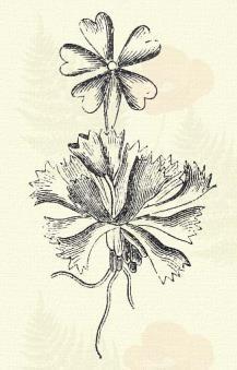Primula longiflora All. Évelő. Az előbbihez nagyon hasonló; pártájának csöve azonban 20 30 mm. s 2 3-szor akkora mint a csésze. A párta karimája is nagyobb, és toktermése csak akkora mint a csésze.