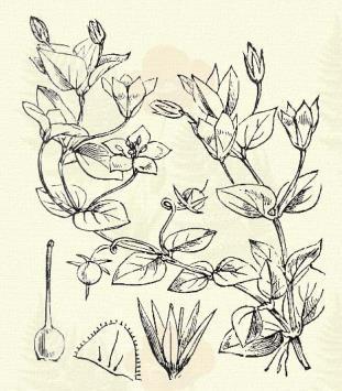 Keserű vidrafű. Menyanthes trifoliata L. (Bolyhos virág, keserű háromlevelű fű, keserű lóhere, vidra eleczke. Term. r.: Tárnics-félék, Gentianaceae.) 9. t. 6. k. Évelő. 15 30. Töve terjedő.