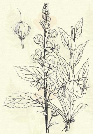 Lilaszirmú ökörfark-kóró. Verbascum phoeniceum L. (Kék molyfű.) Kétéves. 30 100. Szára rendesen egyszerű; felső részében, a virágzattal együtt mirigyes.