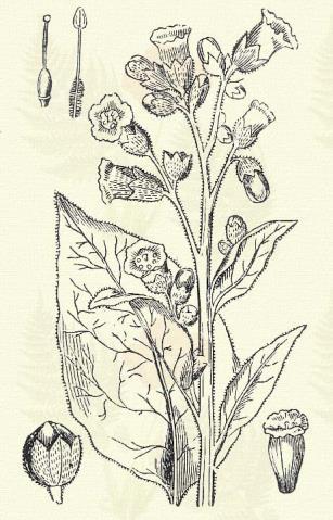 Kedvelt kerti növény a D. arborea L., ceratocaula Jacq., Tatula L. és mások. Az első virágja 2 3 dm. hosszúra is megnő. Közönséges dohány. Nicotiana Tabacum L. (Muskotály-dohány. Term. r.