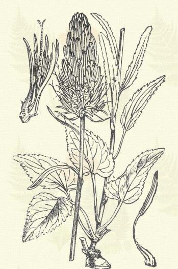 Más honi fajok: J. dentata DC. (Heldreichii Boiss), Jankae Neilr. Gombos raponcza. Phyteuma orbiculare L. (Varjúköröm. Természetes rendszer: Csengetyűkefélék. Campanulaceae.) 13. t. 3. k. Évelő.