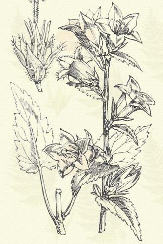 Terebélyes csengetyűke. Campanula patula L. (Terebélyes harangvirág. Természetes rendszer: Csengetyűkefélék. Campanulaceae.) Kétéves. 30 60. Szára vékony, szegletes.