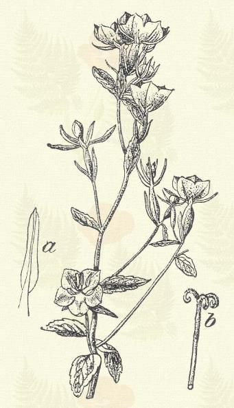 Havasi csengőke. Symphyandra Wanneri (Roch.) Heuff. (Term. r.: Csengetyűkefélék. Campanulaceae.) Évelő. 10 25. Tőlevele hosszú nyelű ( 10 cm.) kihegyezett kerülékes v.