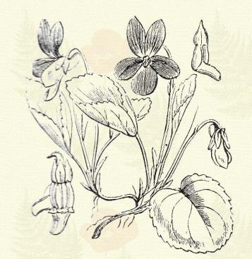 Sovány ibolya. Viola canina L. (Asszonkuczi, eb- v. vad viola. Term. r.: Ibolyafélék. Violaceae.) Évelő. 5 20 cm. Van leveles szára. Levele alig szíves, hosszúkás tojásalakú, nyele kopasz.