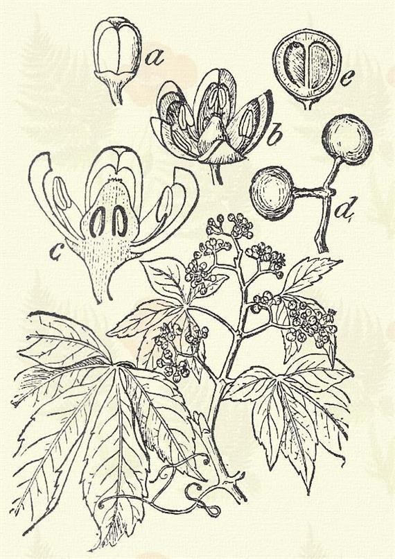 Parthenocissus quinquefolia (L.) Planch. (Bolond v. vadszőlő, boncsszőlő. Ampelopsis quinquefolia L. Term. r.: Szőlőfélék. Vitaceae.) Cserje. 12 m. Levele ujjasan összetett.