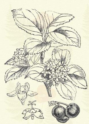 Rhamnus Frangula L. (Büdös cseresznye v. kökény, büdös fa, ebsefa, fekete éger, harasztfa, kutya-fa, puskapor-fa, festő-kökény, varju-bingó. Term. r.: Bengefélék. Rhamnaceae.) 15. t. 1. k. Cserje.