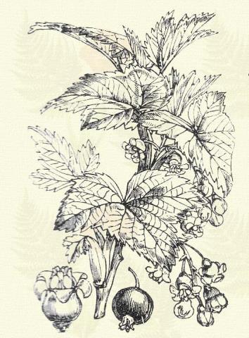 Arany ribiszke. Ribes aureum Pursh. (Sárga orgona. Term. r.: Kőrontófélék. Saxifragaceae.) Cserje. 1 5 3 m. Levelei háromkaréjúak, mélyen hasadt csipkés karéjokkal. Fürtjei fölfelé és elállók.