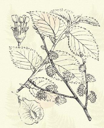 Hegyi szil. Ulmus montana With. Az előbbihez feltünően hasonlít, de leple rozsdaszínű szőröktől pillás és makkocskája a hártyás szárny közepén fekszik. Terem szórványosan hegyi erdőkben. 3 4.