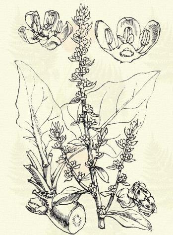 Homoki seprőfű. Kochia arenaria (MB.) Roth. (Term. r.: Libatopfélék Chenopodiaceae.) Egyéves. 10 60 cm. Szára rendesen ágas, az alsók lecsepültek. Az egész növény szőrös v. gyapjas.