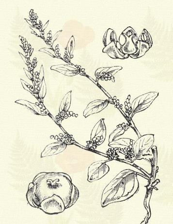 Lisztes libatop. Chenopodium album L. (Fehér libatalp. Term. r.: Libatopfélék Chenopodiaceae.) Egyéves. 20 100 cm. Szára igen ágas. Levelei tojásalakúan rhombosak, körülb.