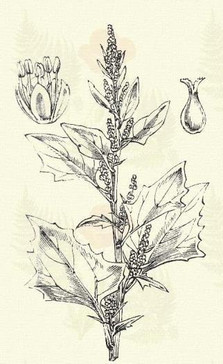 Gáti libatop. Chenopodieum murale L. (Kőfali lúdláb v. lúdlaboda. Term. r.: Libatopfélék. Chenopodiaceae.) Egyéves. 15 50 cm. Kevés, de szétterpedt ágú szára szögletes, gyakran pirosas.