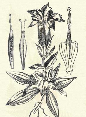 Gentiana punctata L. Term. r.: Tárnics-félék. Gentianaceae). Évelő. 20 50 cm. Az előbbihez hasonló, de levelei keskenyebbek, kerülékesek, csészéje ritkán hasított, rendszerint egyenletesen 6-fogú.