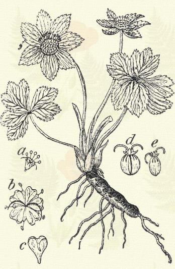 Erdei gombernyő. Sanicula europaea L. (Patikai szaniczor, szánikula v. törő zsányik, berzengő mag.) Évelő. 30 50 cm. Szára csak 1 2-levelű.