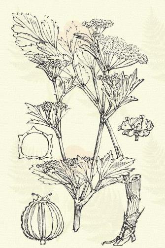 Kerti petrezselyem. Petroselinum sativum Hoffm. 17. t. 5. k. Kétéves. 50 100. Szára igen ágas. Alsó levelei szárnyasak, három ágúak, a felsőbbek 3-osztatúak. Gallérja kevés, gallérkája 6 8-levelű.
