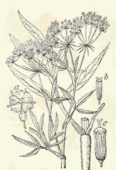 Csöves podagrafű. Aegopodium Podagraria L., (Kecske- v. lúdlábfű, köszvényt gyógyító fű, podagra fű.) Évelő. 50 100. Szára csöves, barázdált.