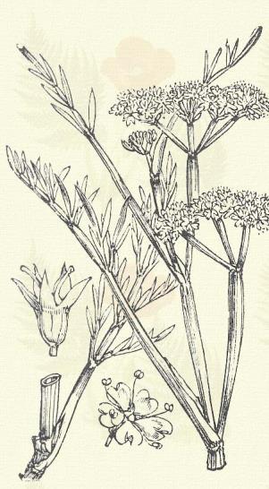 Bördős borgyökér. Oenanthe fistulosa L. (Borvirág, üres borgyökér, bösövény, nadálydió, nadálygumó, ostorindás haramag, vízi mogyoró.) Évelő. 30 80 cm.