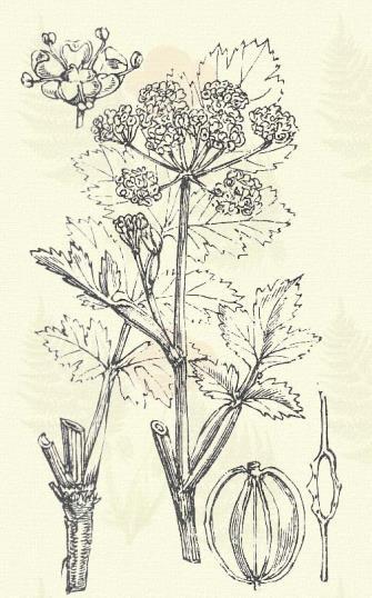 Vízi kocsord. Peucedanum palustre (L.) Mnch. (Disznókömény, erdei vadkömény, kénköves gyökér, kemény mézfű, posványderezle, szőristráng.) Kétéves. 80 120 cm. Szára csöves, szegletes és barázdált.