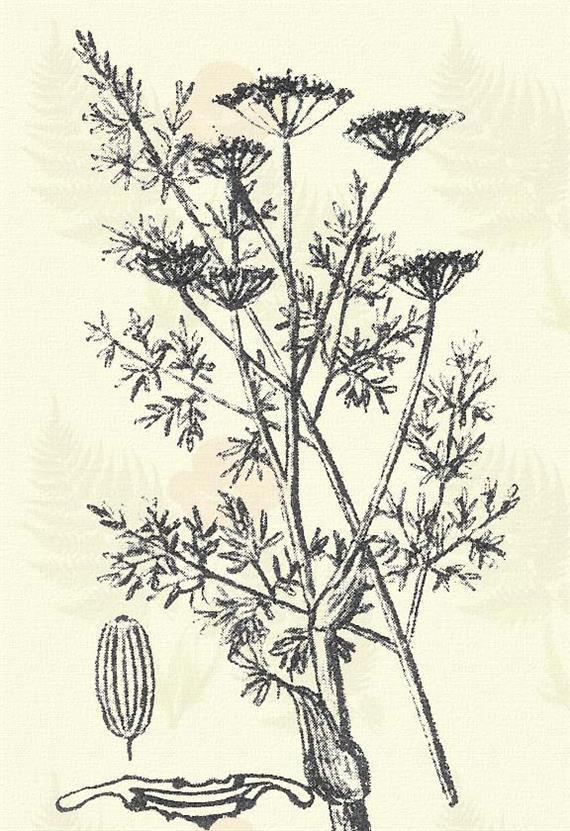 Erdei mézgabürök. Ferulago sylvatica (Bess.) Rchb. (Lapiczkafű, suharcz, ütőke, serkentő kóró.) Évelő. 30 100 cm. Finoman rovátkolt és tompán szögletes szára felül ágas.