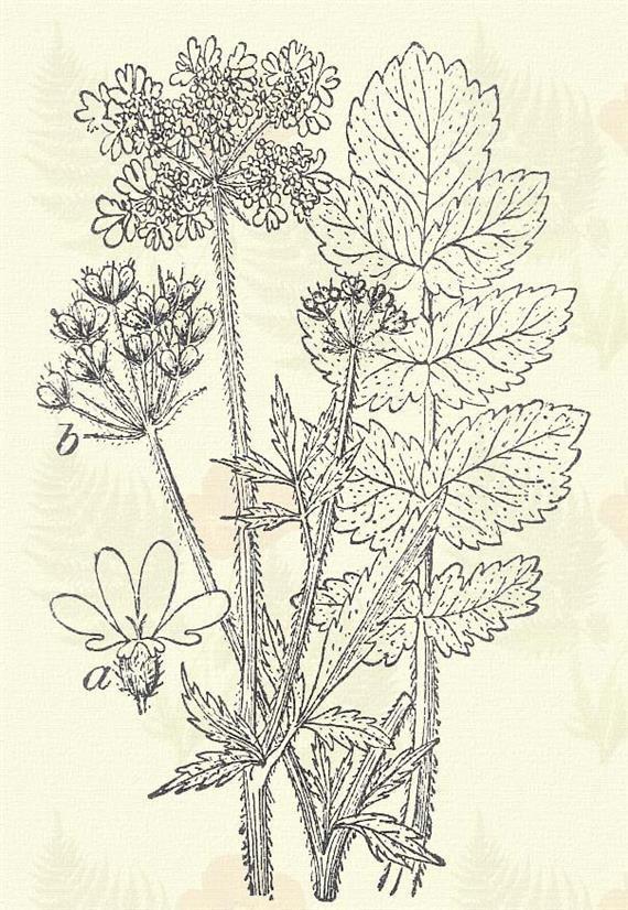 Széleslevelű bordamag. Laserpitium latifolium L. (Fehér enczián, lázerfű.) Évelő. 60 150 cm. Hengeres szára finoman karczolt.