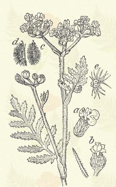 Bojtorjános szamárturbolya. Torilis Anthriscus (L.) Gmel. (Mezei borzon, sertetalp, szamárpetrezselyem, televényturbolya, tüskemag.) Kétéves. Egyéves, 50 80 cm.
