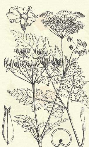Zamatos turbolya. Anthriscus Cerefolium (L.) Hoffm. (Articsóka, kerti turbolya, olasz saláta.) 17. t. 3. k. Áttelelő egyéves. Kétéves. 30 60 cm. Szára kopasz vagy legfeljebb a csomók fölött puhaszőrű.