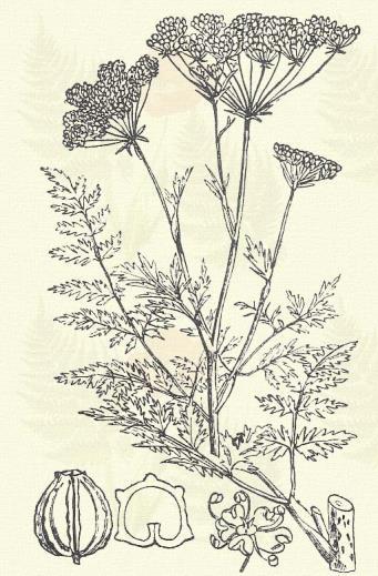 Kerti koriándrom. Coriandrum sativum L. (Czigány petrezselyem, sobrák v. sobrabori.) Egyéves. 25 50 cm.