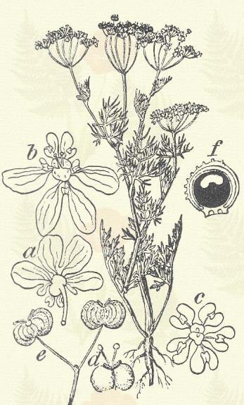 Sárga lópetrezselyem. Smyrnium perfoliatum L. (Gyapor.) Kétéves. 40 100 cm. Gyökere répaszerű, kurta. Szára fölül 2 4 hártyás éllel.