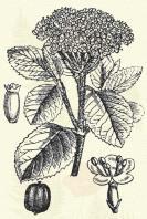 Viburnum Opulus L. (Gányafa, kányafa, hógylya- vagy pirókfa; vízi bodza. Term. r.: Bodzafélék. Caprifoliaceae.) 18. t. 2. k. Cserje. 2 5 m.