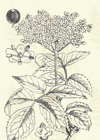 Földi bodza. Sambucus Ebulus L. (Gyalogbodza. Term. r.: Bodzafélék. Caprifoliaceae.) Évelő. 60 150. cm. Tőkéje terjedő. Szára évről évre elhal. Átellenes levelei szárnyasak, 5 9 mm.
