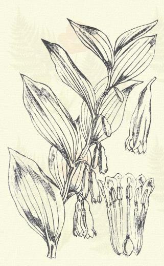 Örvös sülyfű. Polygonatum verticillatum (L.) All. (Pávafarkfű, pávafark gyöngyvirág. Term. r.: Liliomfélék. Liliaceae.) Évelő. 30 60 cm.