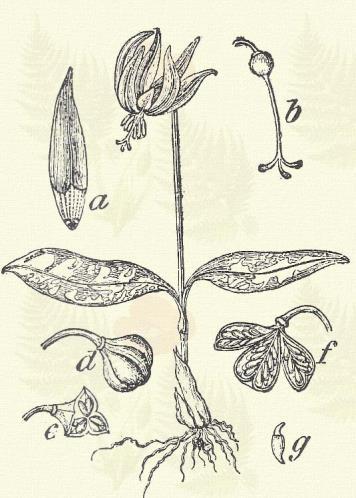 Szárölelő nyelvcsap. Streptopus amplexifolius (L.) DC. (Nyakcsapfű, nyelvcsaponkafű, szárölelő nyakrovat, perafű, torokfű, kocsányasodrottfű. Term. r.: Liliomfélék. Liliaceae.) Évelő. 30 100 cm.