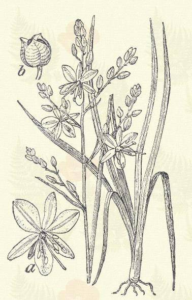 Veres hagyma. Allium Cepa L. (Term. r.: Liliomfélék. Liliaceae.) Kétéves. Évelő. 50 120 cm. Csöves szára a közepe alatt hasasan fölfuvódott. Levele is csöves, hengeres, középen fölfuvódott.