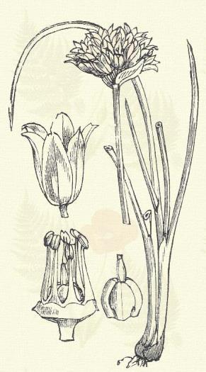 Virágai nem teremnek hagymát. Ázsiából származó fontos konyhakerti növényünk. 6 7. Metélő hagyma. Allium schoenoprasum L. (Keserű-, vagy pázsithagyma. Term. r.: Liliomfélék. Liliaceae.) Évelő.