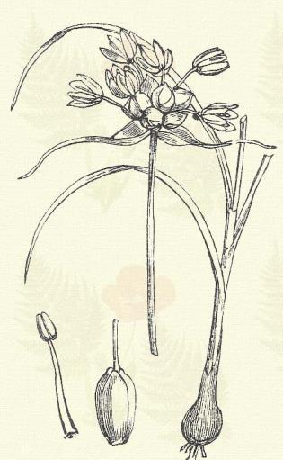 Sárga hagyma. Allium flavum L. (Term. r.: Liliomfélék. Liliaceae.) Évelő. 25 60 cm. Levelei keskenyek, 2 mm. szélesek, félig hengeresek, később csövesek. Ernyője gazdagvirágú.