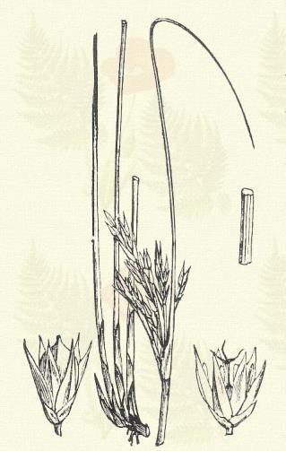 Fülemile szittyó. Juncus articulatus L. (Csírikló, fekete bütykös szittyó, fülemilefű. Term. r.: Szittyófélék. Juncaceae.) Évelő. 20 40 cm. Szára kissé lapított.