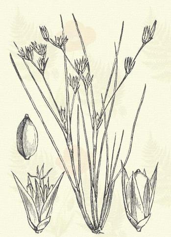 Más honi fajok: J. acutus L., alpinus Vill., atratus Krock., bulbosus L. (supinus Moench), carpaticus Simak., castaneus Sm., compressus Jacq., conglomeratus L. (Leersii Marss.