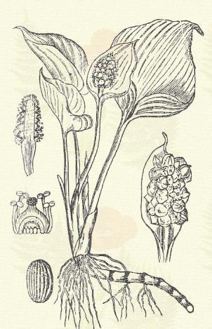 Tőkéjét fűszeres, keserű olaj tartalmánál fogva orvosi czélokra használják. D) A virágtakaró hiányzik. Mocsári apáczakonty. Calla palustris L. (Kígyófű, piros vízi bors, sárkánygyökér, sutakonty.