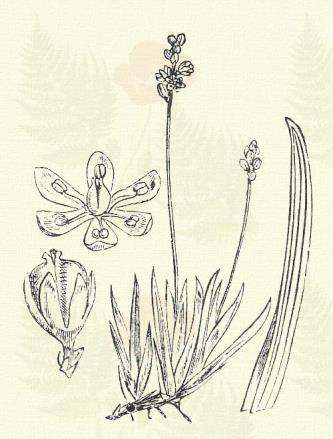 Veratrum nigrum L. (Term. r.: Liliomfélék. Liliaceae.) Évelő. 50 100 cm. Az előbbihez nagyon hasonló; virágának a szine azonban fekete bibor. Virágzatának ágai molyhosak.