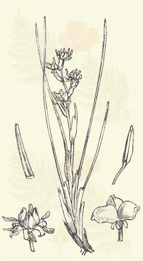 Liliaceae.) Évelő. 10 25 cm. Tőkéje hengeres, csonka, töve gyepes; levelei töve felé sűrűn állanak, kétsorosak, 2 4 mm. szélesek, kardalakúak.