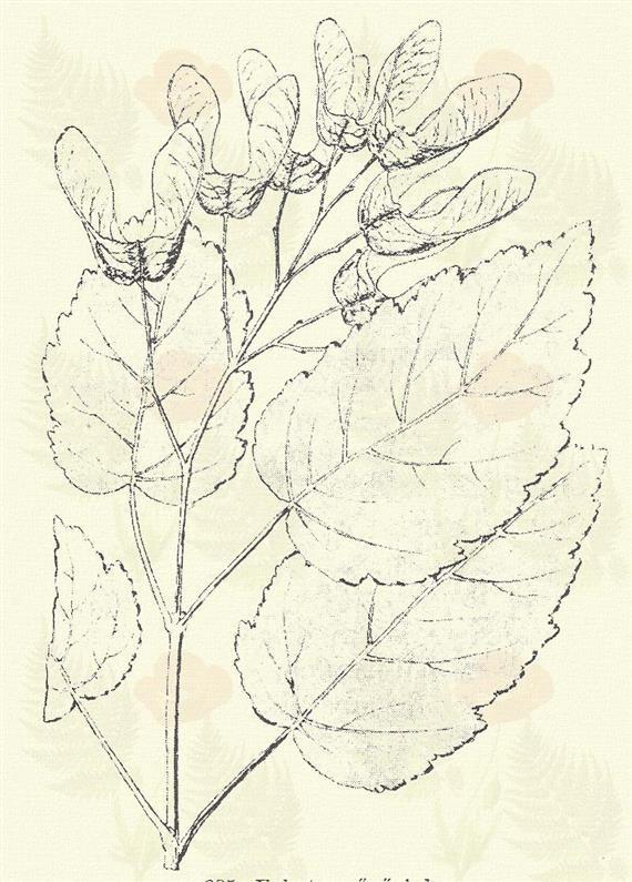 B) A virág hiánytalan; párta 4-szirmú (csak a végső virágon van 5 szirom), alsó állású. Félcserjék. Szagos ruta. Ruta graveolens L. (Kerti ruta, virnáncz. Term. rendszer: Rutafélék. Rutaceae.) Évelő.
