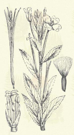 Apróvirágú derécze. Epilobium parviflorum Schreb. (Kisvirágú nyeles virág. Term. r.: Ligetszépefélék. Onagraceae.) Évelő. 20 100 cm. Szára egyszerű szőröktől borzas, vagy puhaszőrű.
