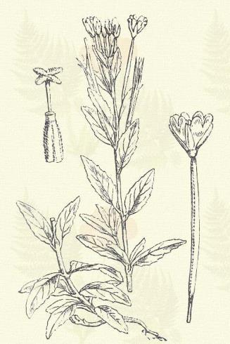 Közönséges ligetszépe. Oenothera biennis L. (Csészekürt, idegen sárga viola, kétesztendős borgyökér, ligetéke, ligetékessége, rapontikagyökér, zeller. Term. r.: Ligetszépefélék. Onagraceae.) 24. t. 3.
